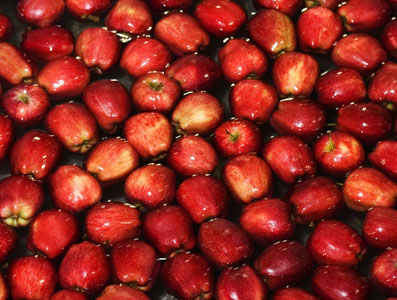 Setor Especialidades