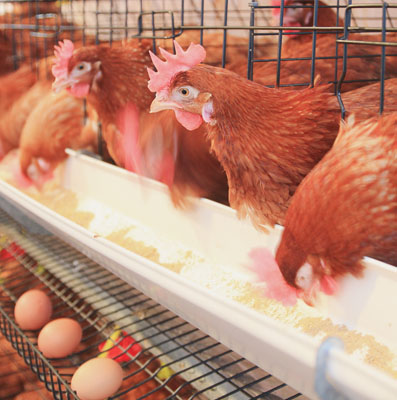 Setor Especialidades